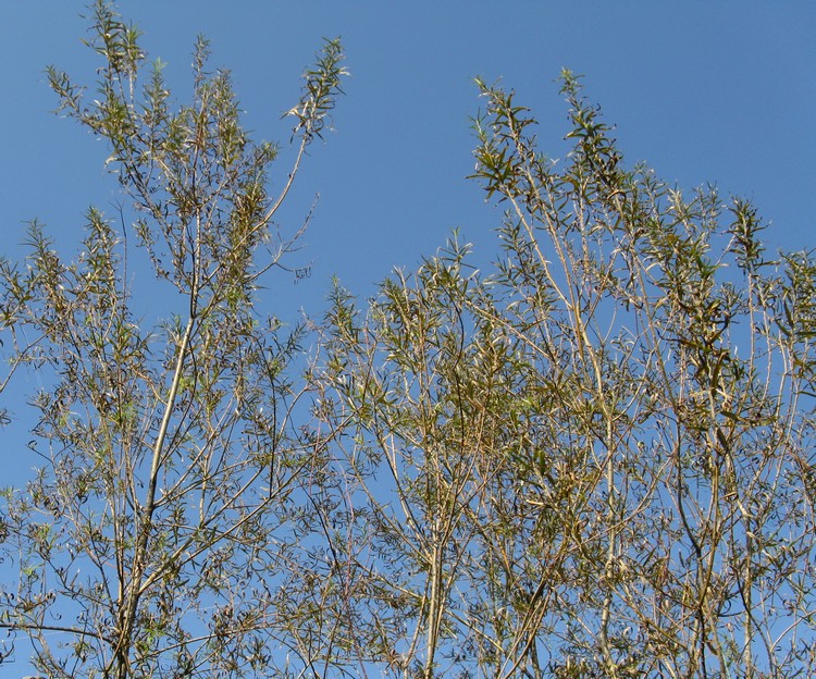 Salix viminalis / Salice da vimini