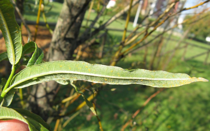 Salix viminalis / Salice da vimini