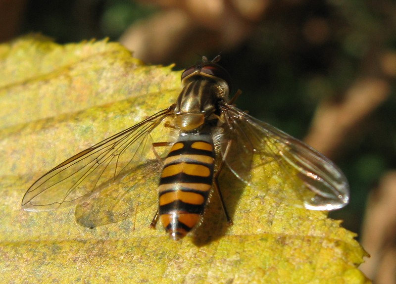 Episyrphus balteatus