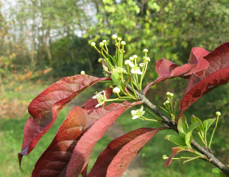 Fioriture autunnali