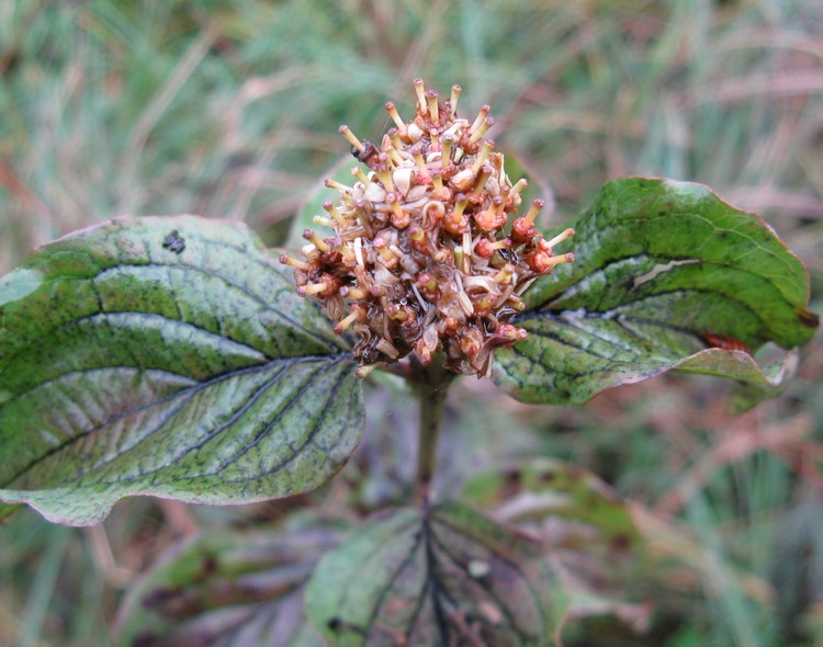 Fioriture autunnali