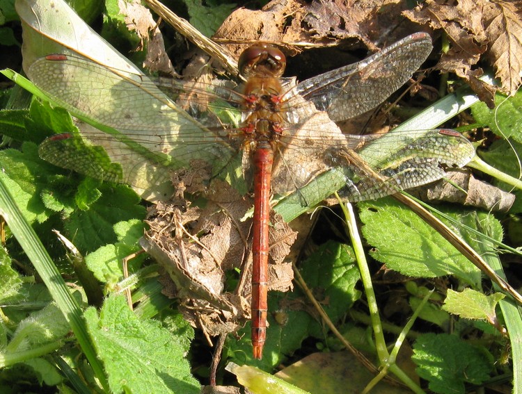 Saldi di fine stagione: Sympetrum striolatum