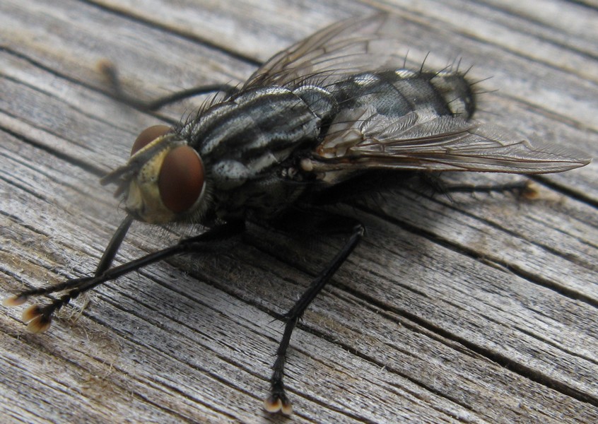 Dasyphora albofasciata? No. maschio di Sarcophaga sp.