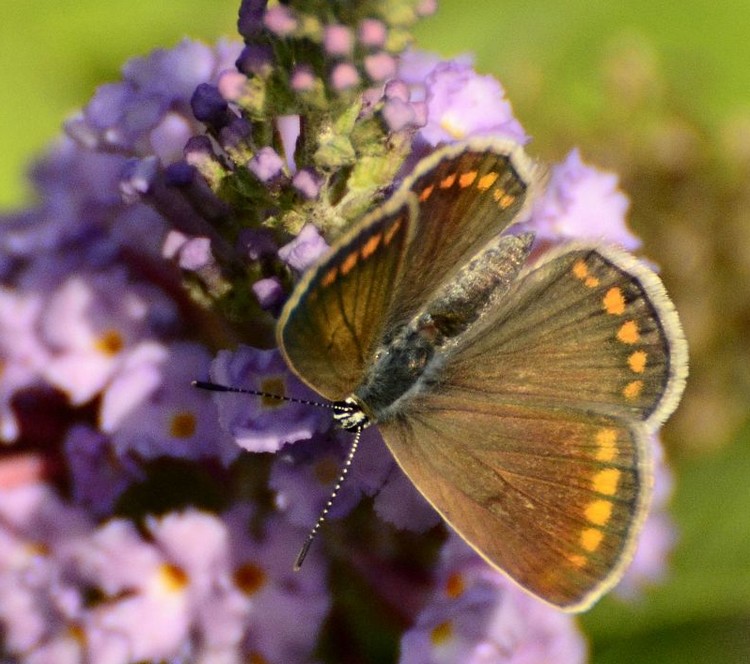 Lycaena tityrus o Polyommatus icarus? - cf. icarus