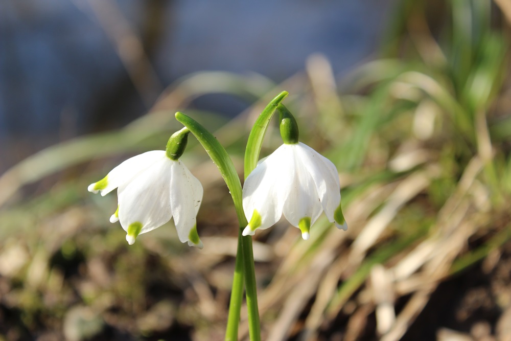 Leucojum vernum / Campanelle comuni