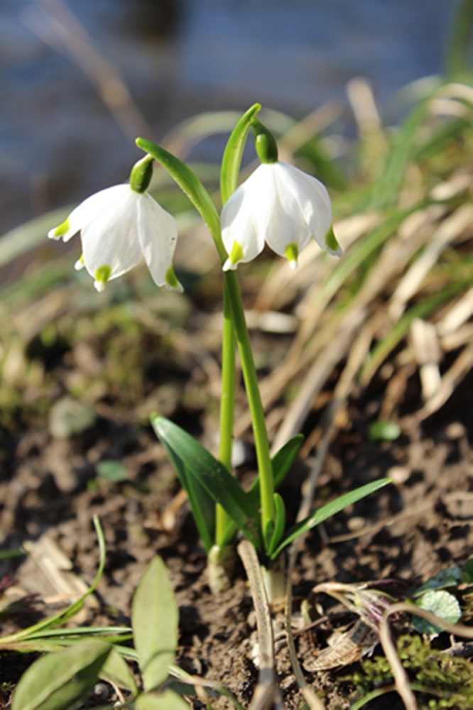 Leucojum vernum / Campanelle comuni