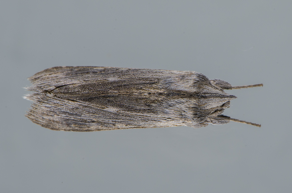 Riconoscimento Noctuidae - Cucullia calendulae