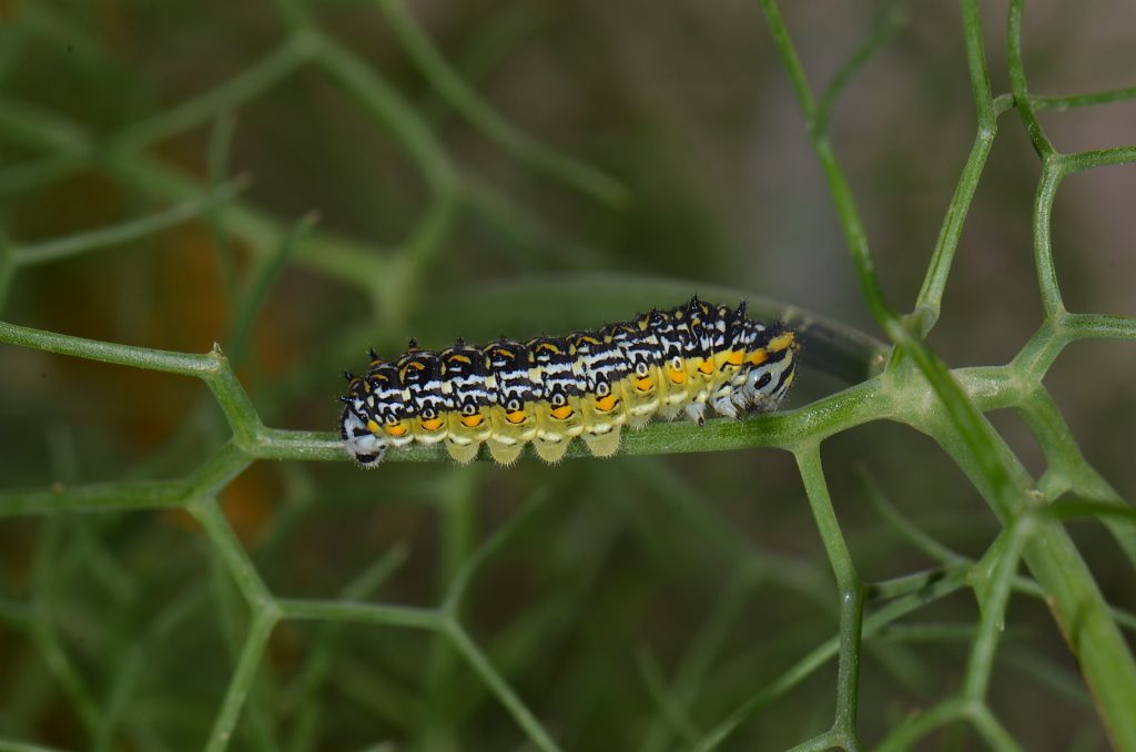 Papilio Hspiton su finocchio selvatico.