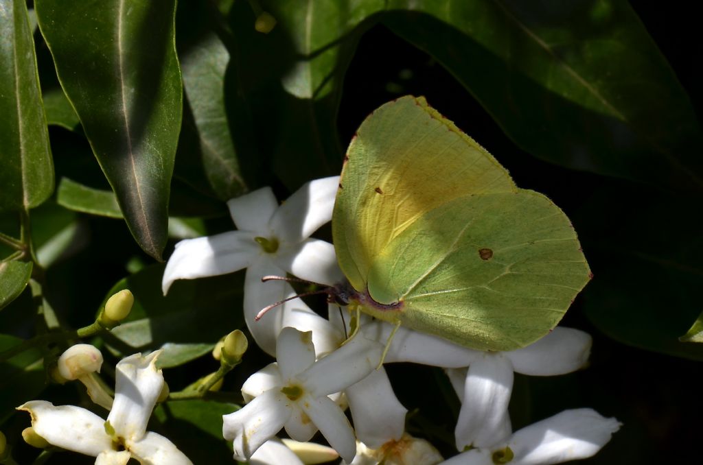 Riconoscimento sesso Pieridae