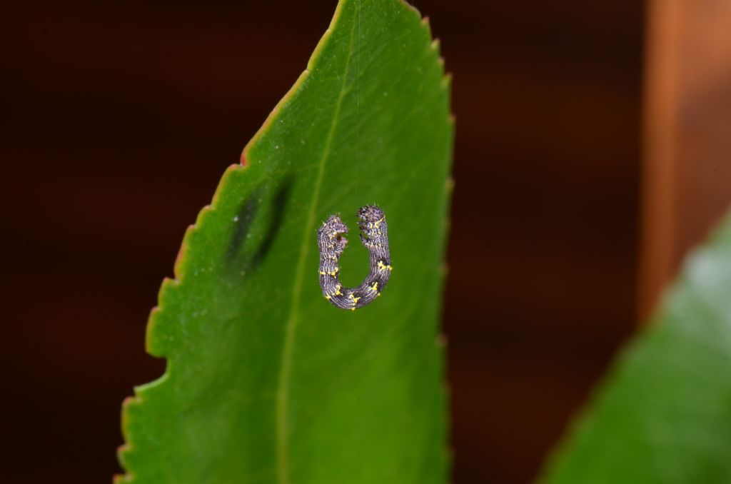 Riconoscimento Geometridae