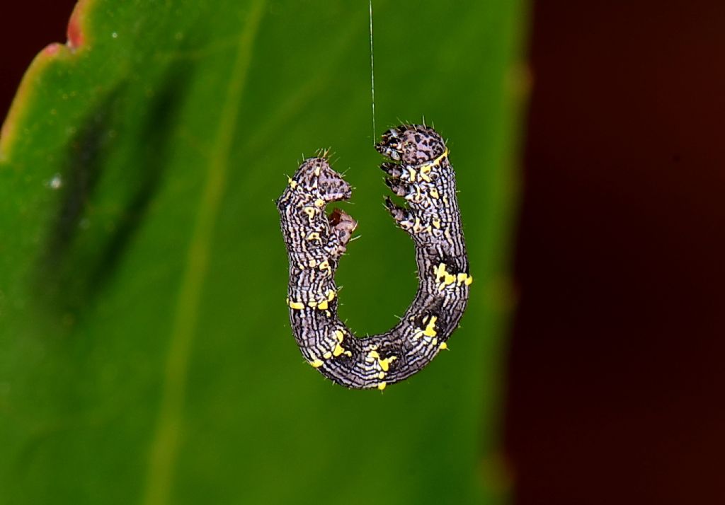 Riconoscimento Geometridae