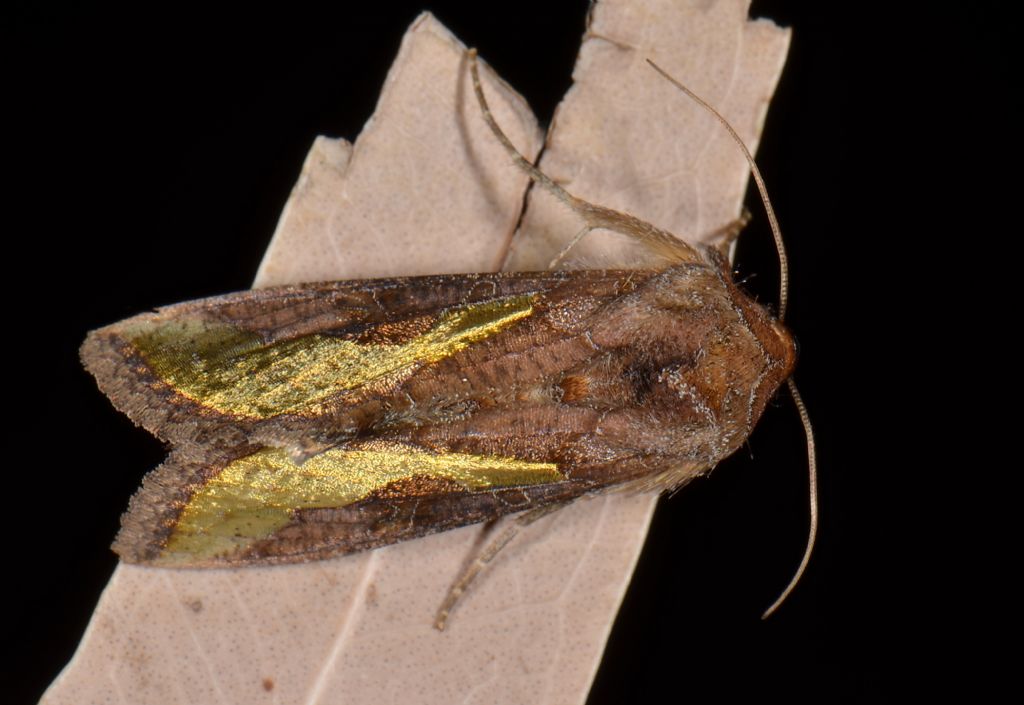 Riconoscimento Noctuidae