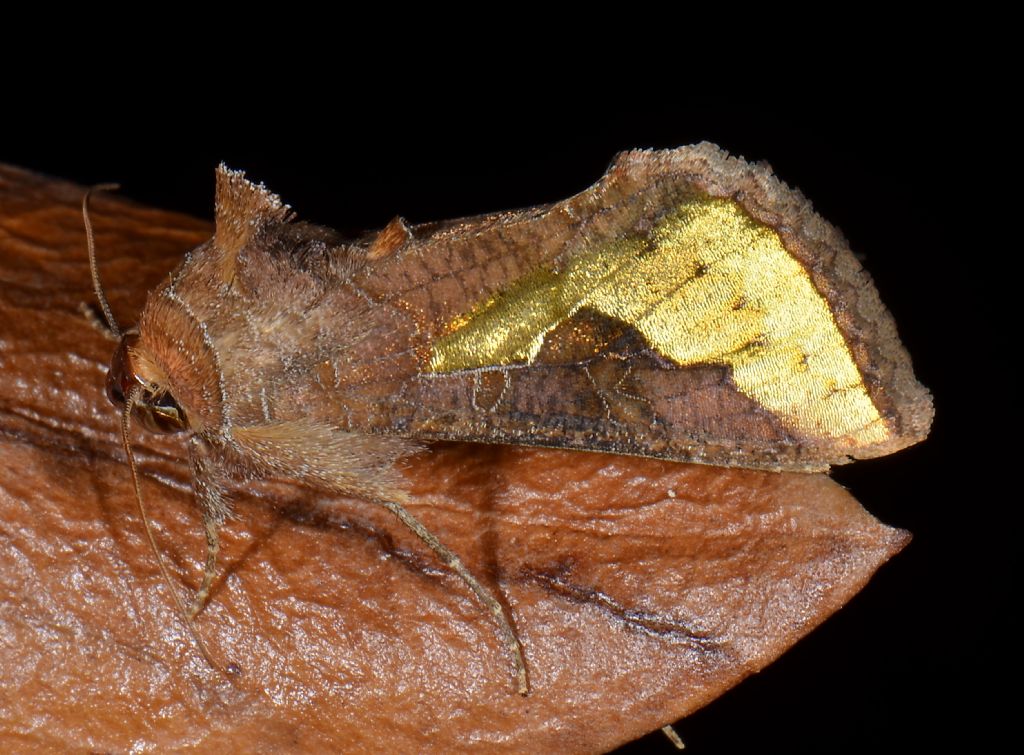 Riconoscimento Noctuidae