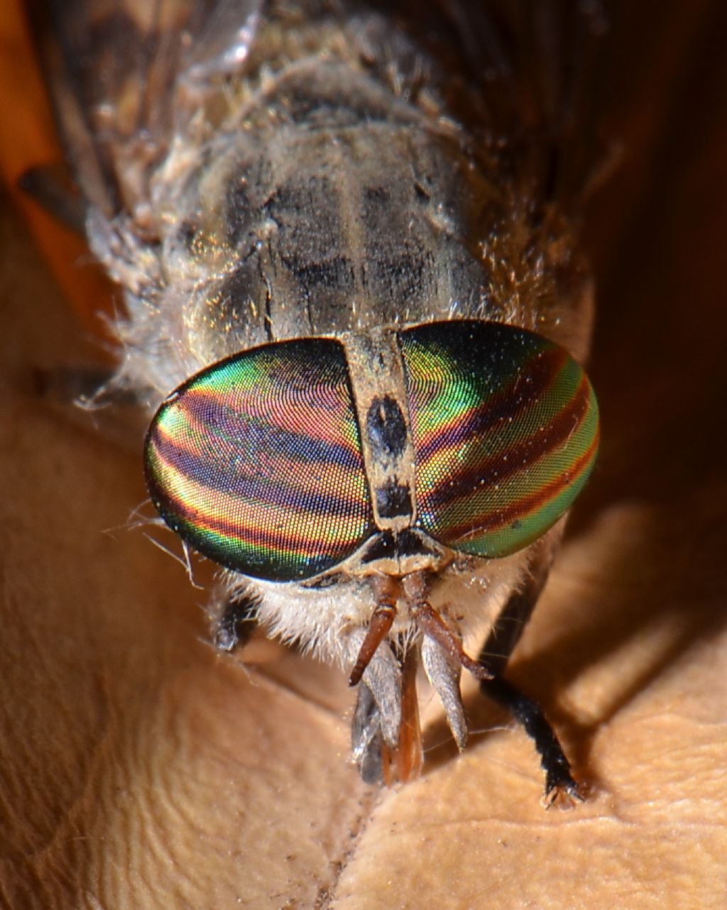 Tabanus bovinus riconoscimento