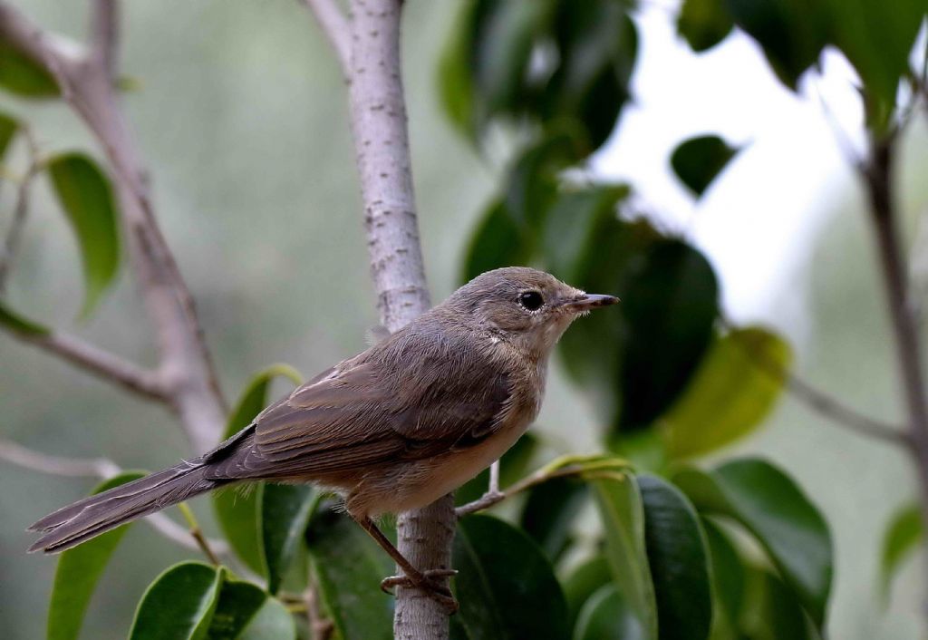 Riconoscimento Muscicapa striata