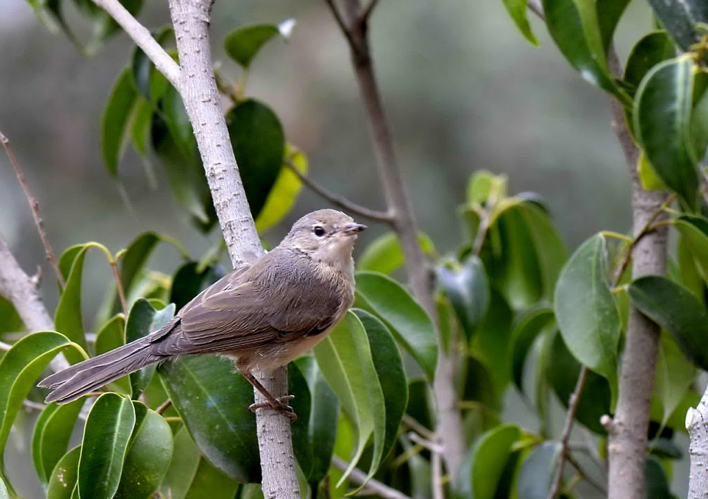 Riconoscimento Muscicapa striata