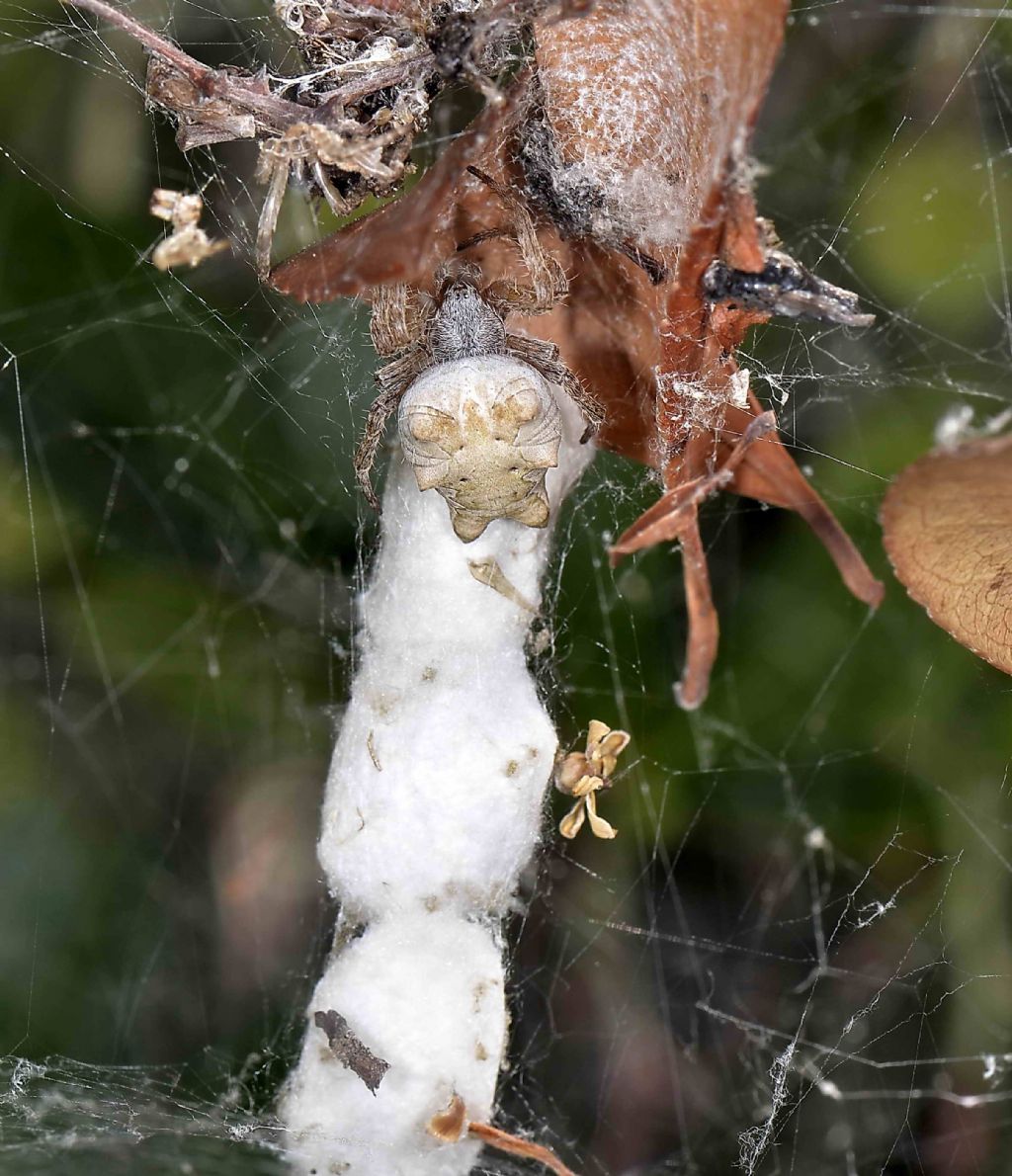 Argyrodes sp. ospite di Cyrtophora citricola - Cagliari