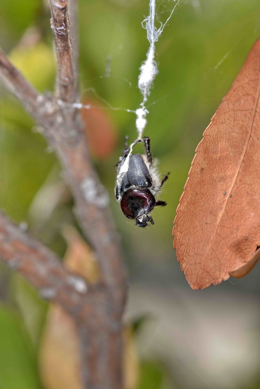 Argyrodes sp. ospite di Cyrtophora citricola - Cagliari