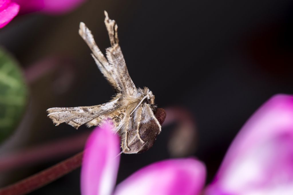 Riconoscimento falena - Apochima flabellaria
