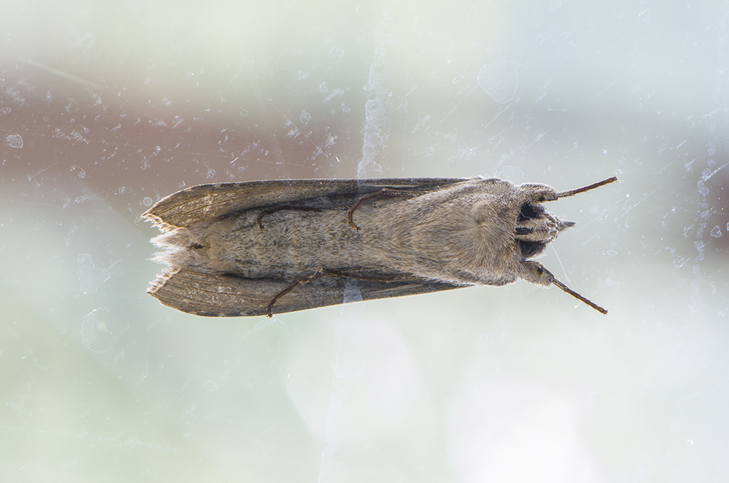 Riconoscimento Noctuidae - Cucullia calendulae