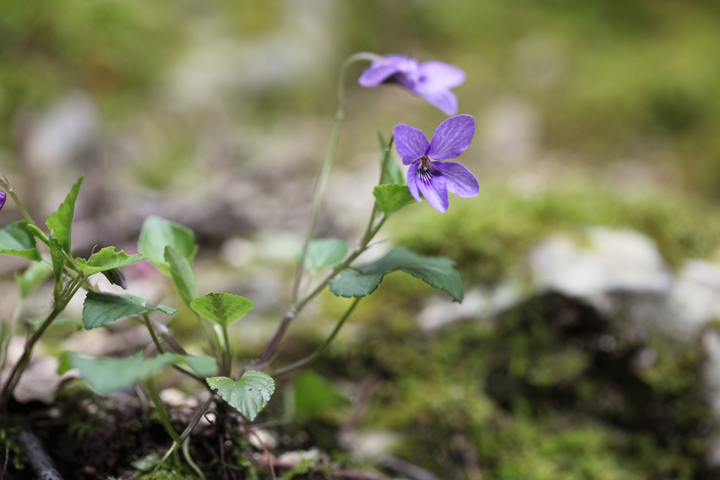 Viola reichenbachiana / Viola silvestre