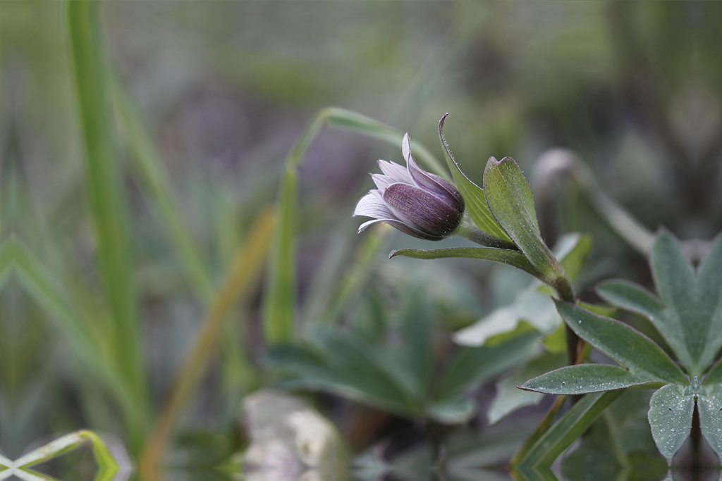 Focus Stacking