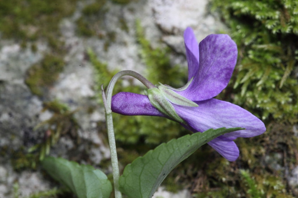 Viola reichenbachiana / Viola silvestre