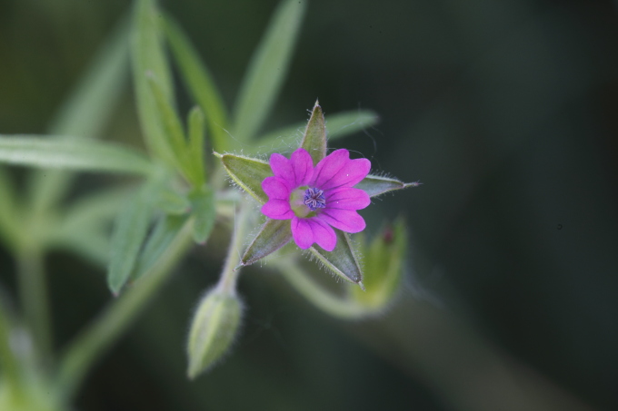 Geranium da determinare.- Geranium cfr. dissectum