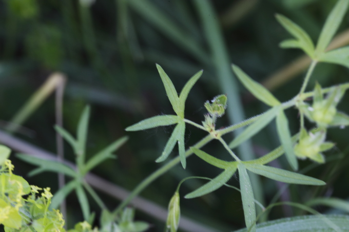 Geranium da determinare.- Geranium cfr. dissectum