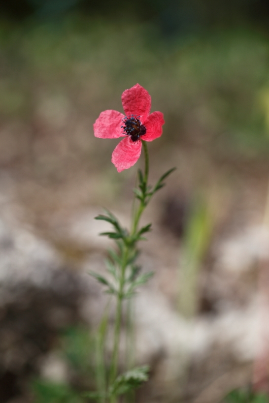 Papaver hybridum (Papaveraceae)