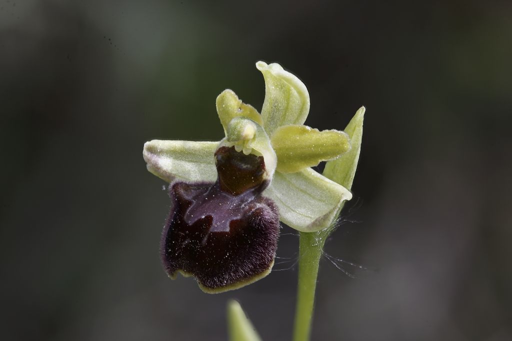 Sphegodes ?