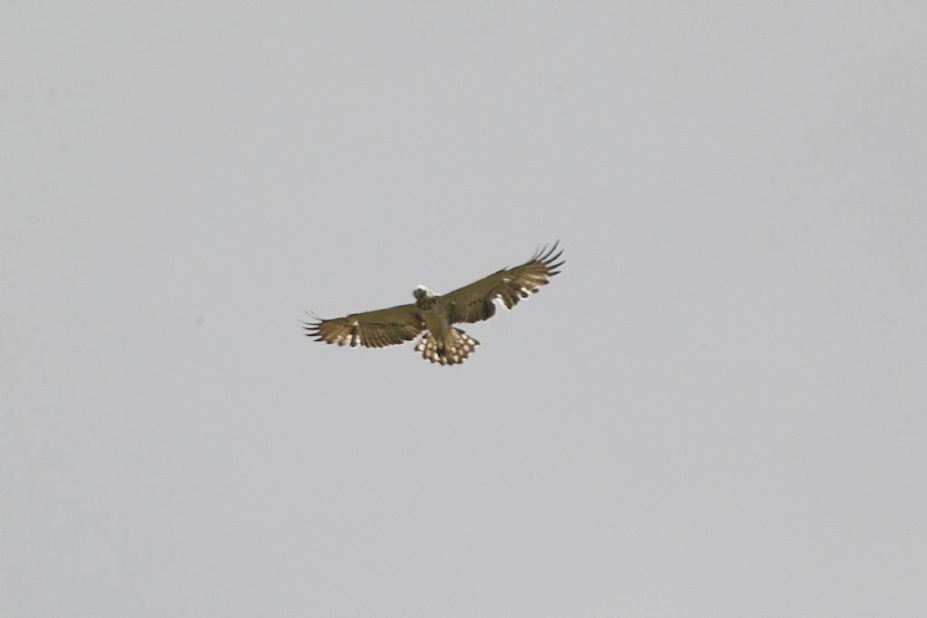 Rapace da identificare:  Biancone (Circaetus gallicus)