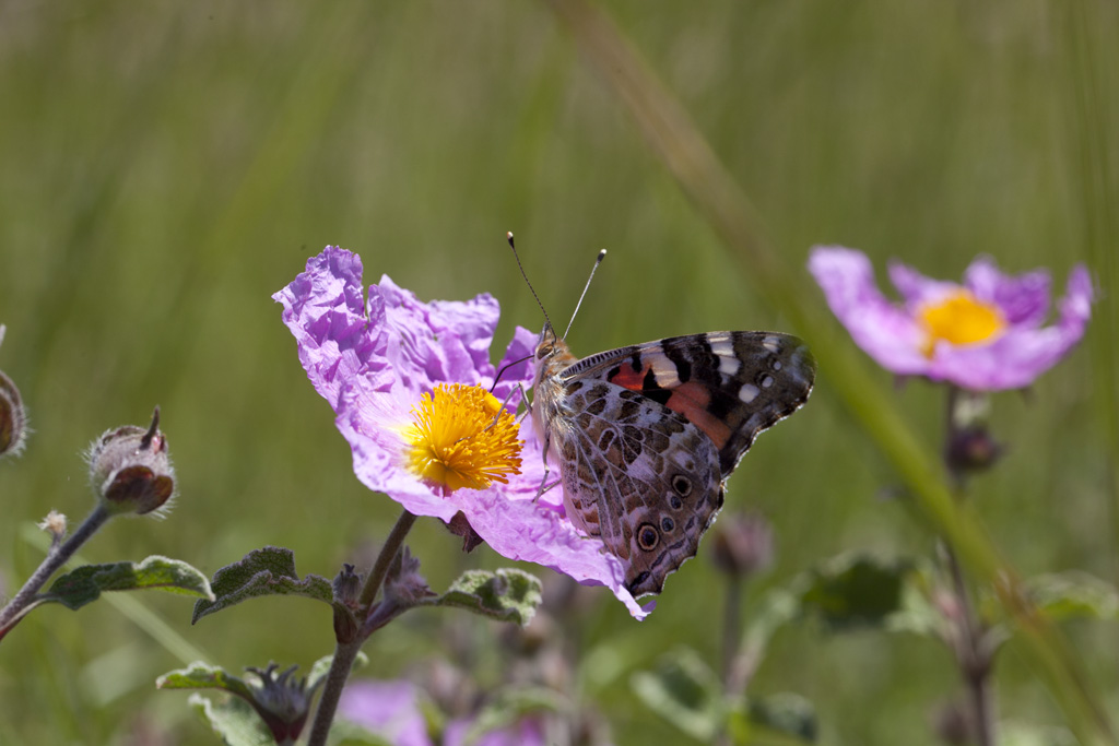 Quale farfalla ? Vanessa cardui