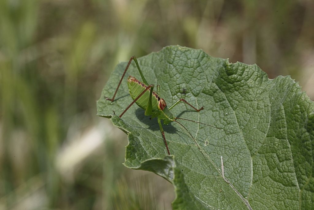 Phaneropteridae: Leptophyes laticauda, maschio