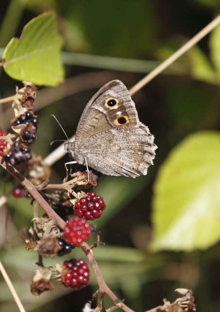 Da determinare: Hipparchia (Neohipparchia) statilinus - Nymphalidae