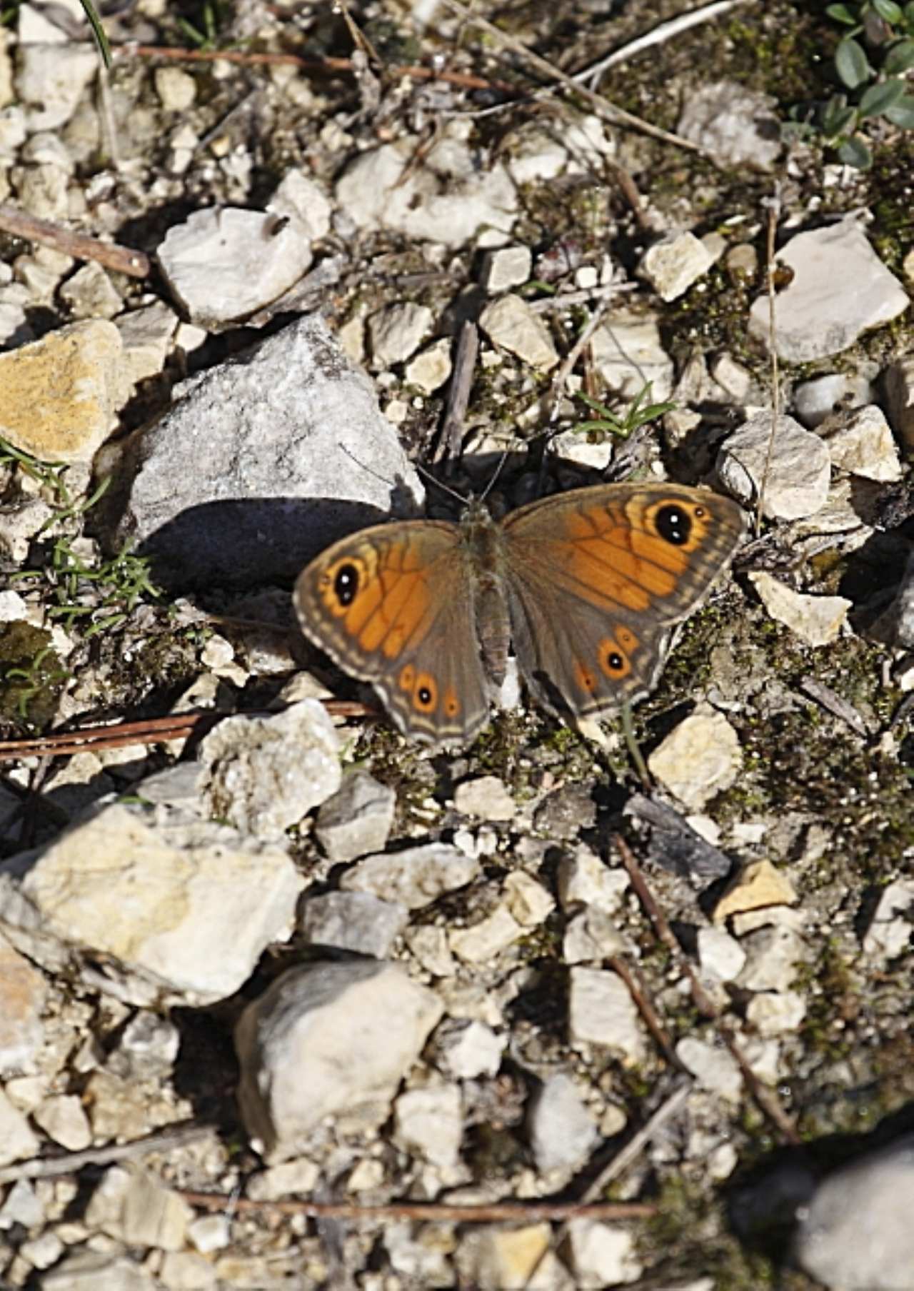 Lasiommata maera (Nymphalidae)