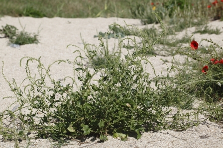 Rumex sp. (Polygonaceae)