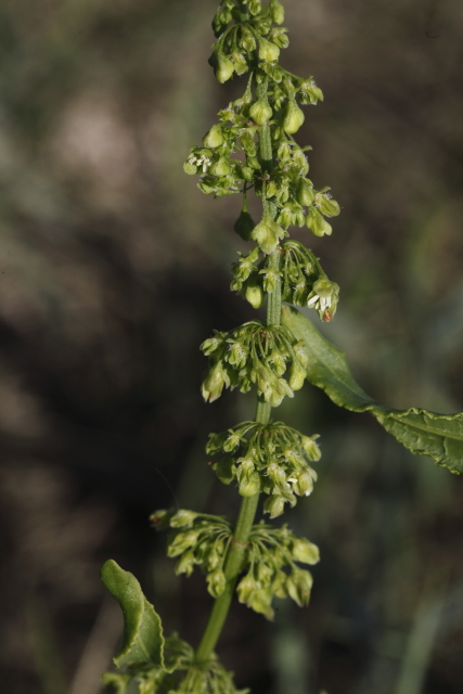 Rumex sp. (Polygonaceae)