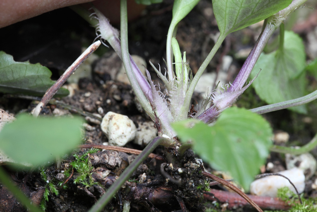 Viola reichenbachiana / Viola silvestre