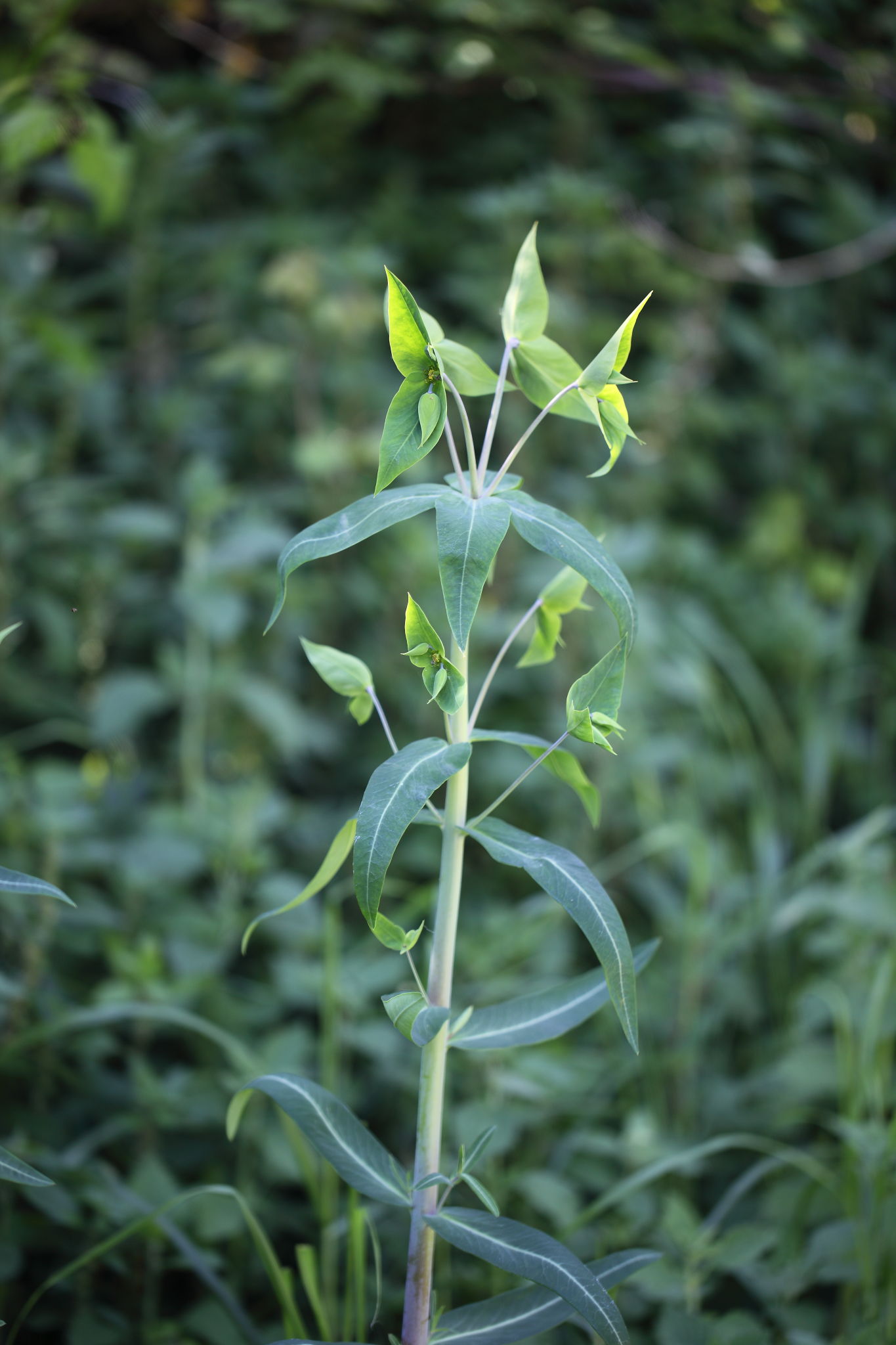 Monte Conero - Euphorbia lathyris