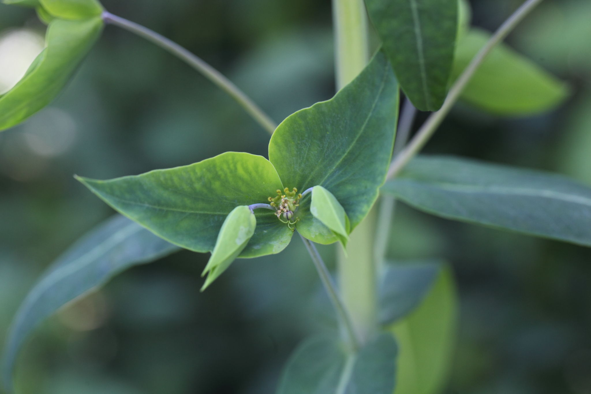 Monte Conero - Euphorbia lathyris