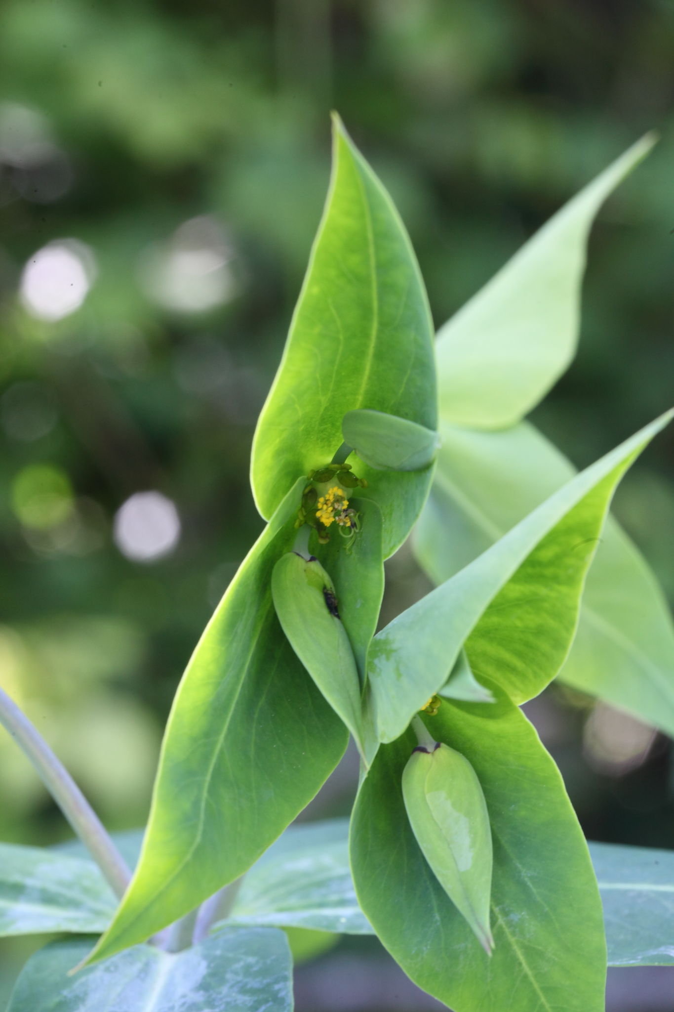 Monte Conero - Euphorbia lathyris