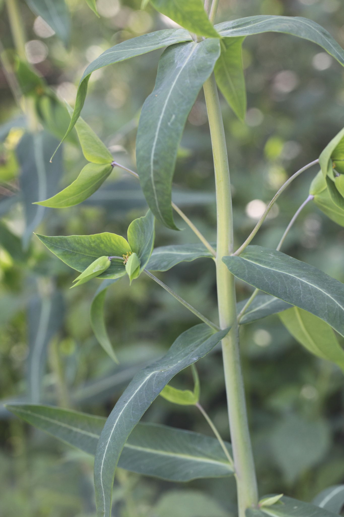 Monte Conero - Euphorbia lathyris