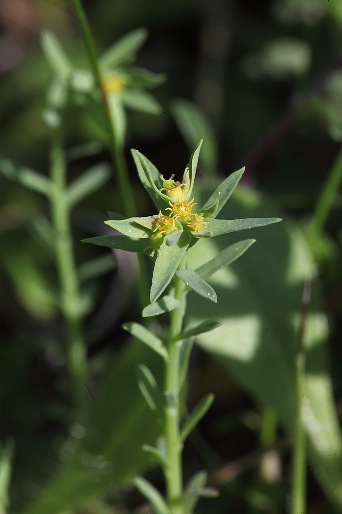 Euphorbia exigua