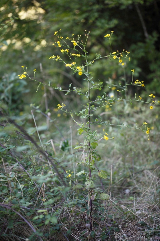 Jacobaea aquatica (= Senecio aquaticus) /Senecione dei fossi