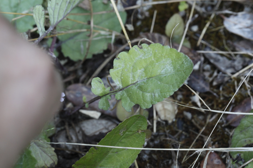 Jacobaea aquatica (= Senecio aquaticus) /Senecione dei fossi