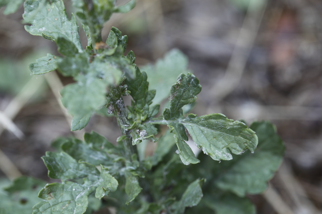 Jacobaea aquatica (= Senecio aquaticus) /Senecione dei fossi