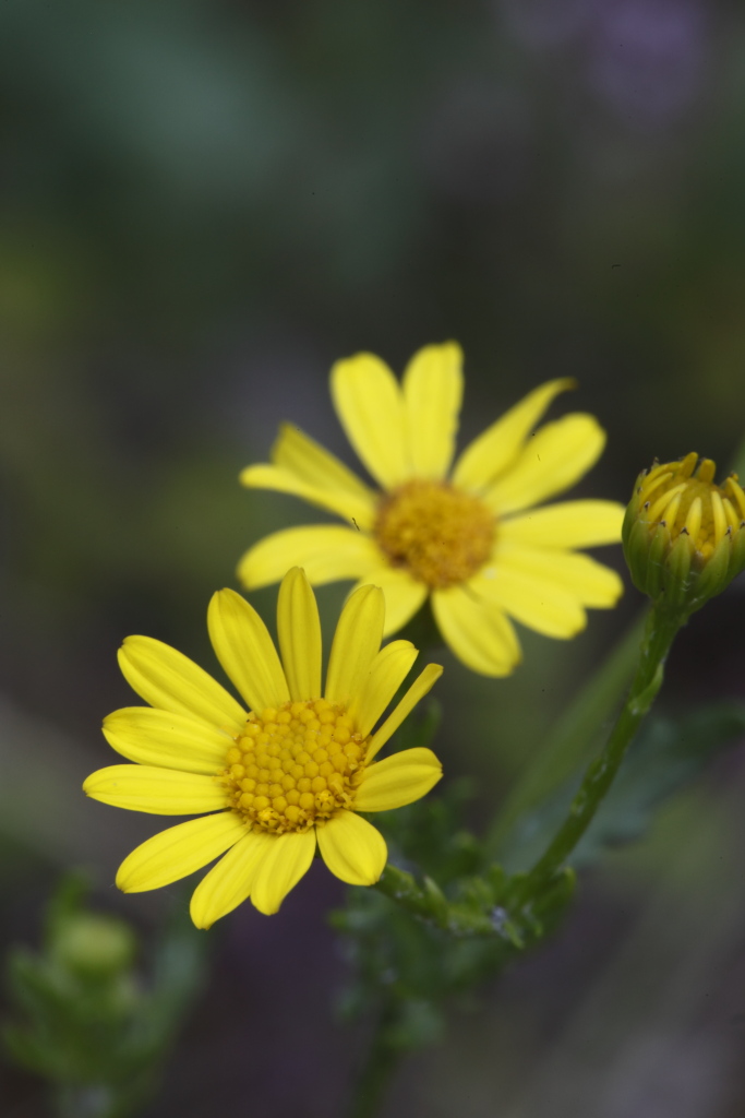 Jacobaea aquatica (= Senecio aquaticus) /Senecione dei fossi