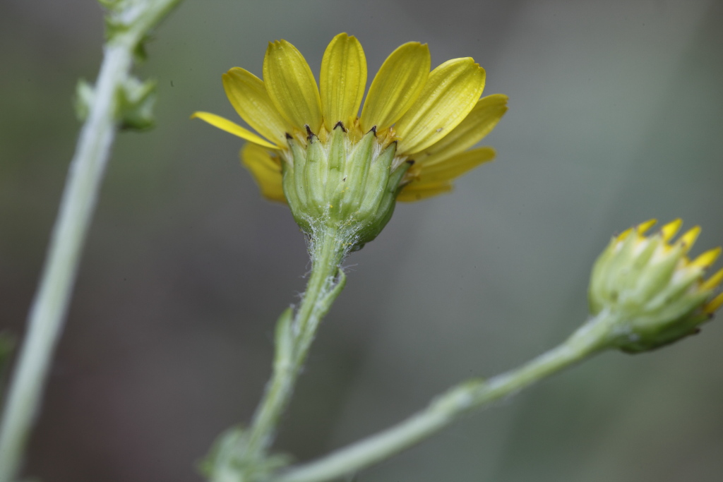 Jacobaea aquatica (= Senecio aquaticus) /Senecione dei fossi