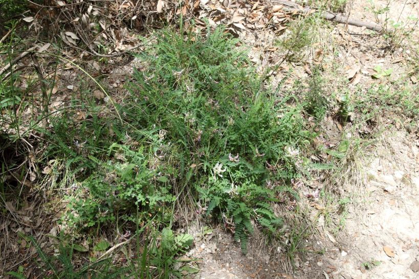 Astragalus monspessulanum (Fabaceae)